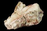 Rare, Fossil Bear Dog (Daphoenus) Partial Skull #143962-5